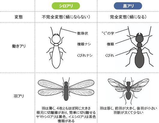 シロアリについて - エコボロン宮崎南 ～ シロアリ・ホウ素系防蟻
