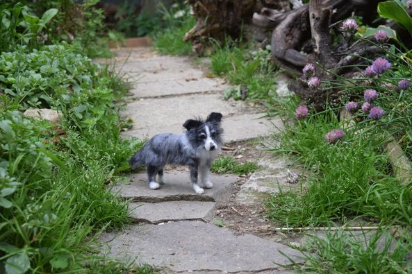 realistisches Hundeportrait aus Wolle handgefilzt auf Gartenweg