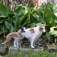 handgefilztes Barsoi Windhund Tierportrait stehend aus Wolle realistisch