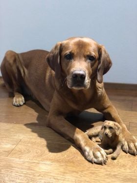 handgefilztes Hundeportrait liegend in Wohnung aus Wolle realistisch