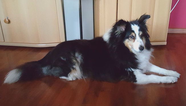 Hund liegend Filztier Tierportrait