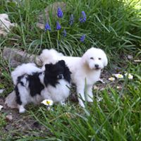 Lagotto Hund Filztier stehend