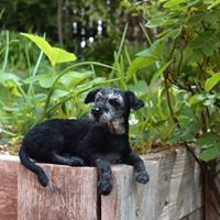 Hund Filztier liegend