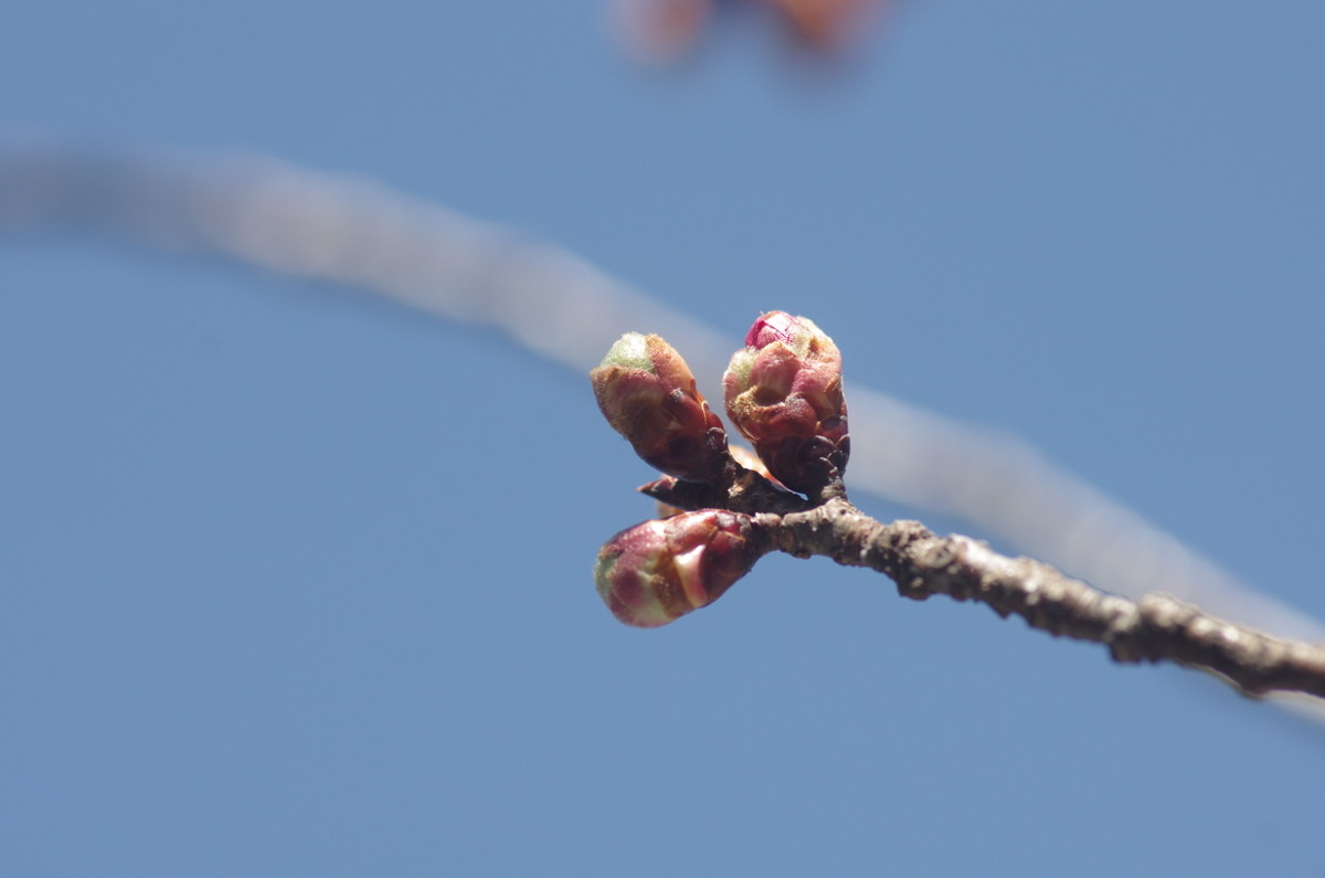 2015.03.05 寒緋桜 （かんひざくら）（蕾）