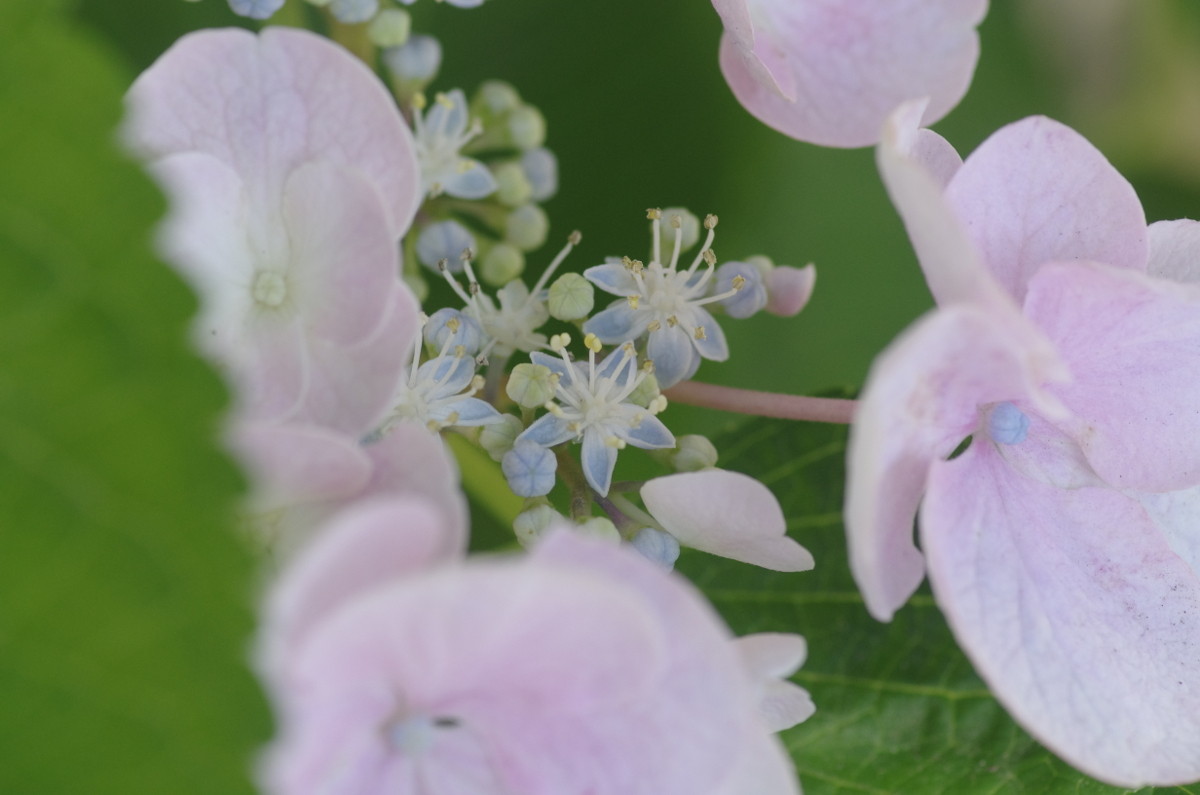 2014.06.18 紫陽花（あじさい）