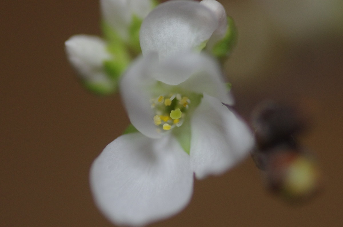 2014.03.15 桜（さくら）（室内）