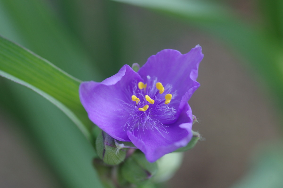 2014.05.18 紫露草（むらさきつゆくさ）