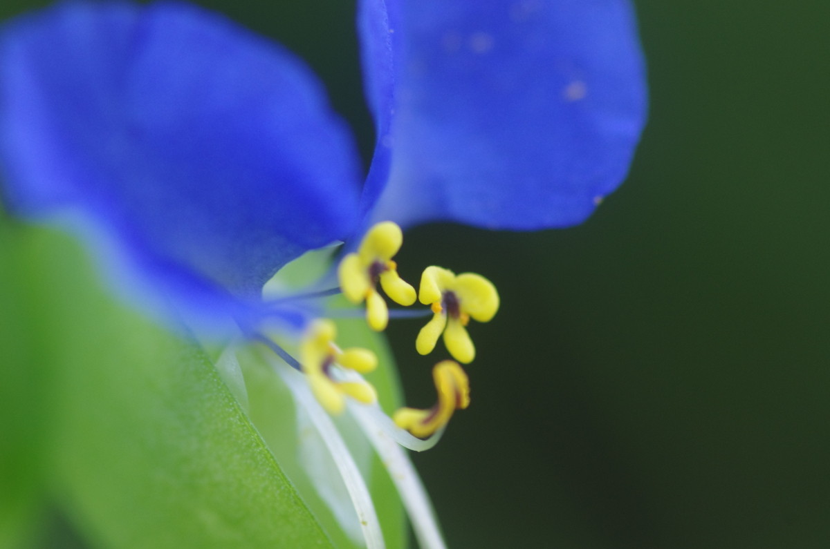 2015.07.28 露草（つゆくさ）