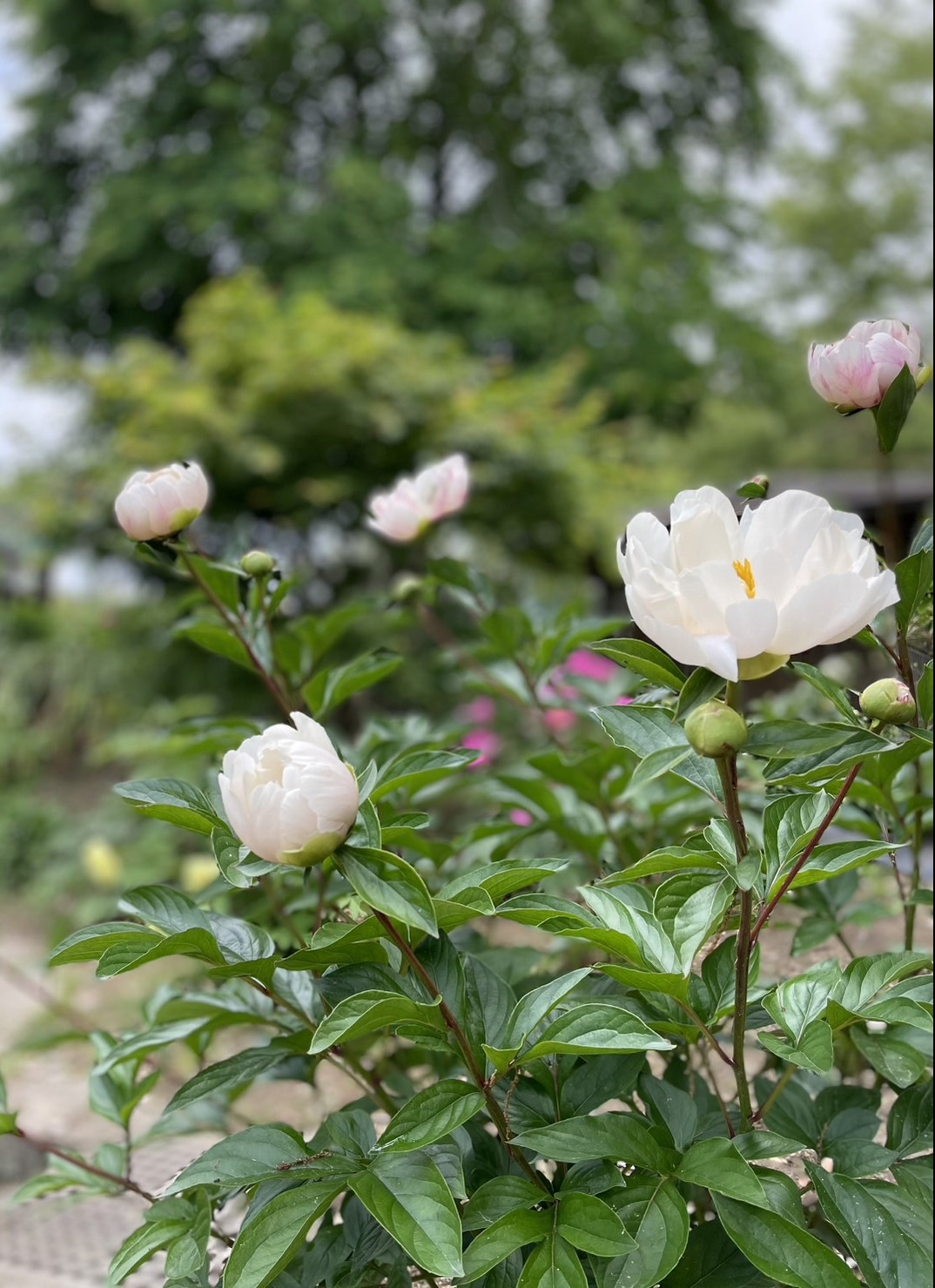 芍薬見頃です！