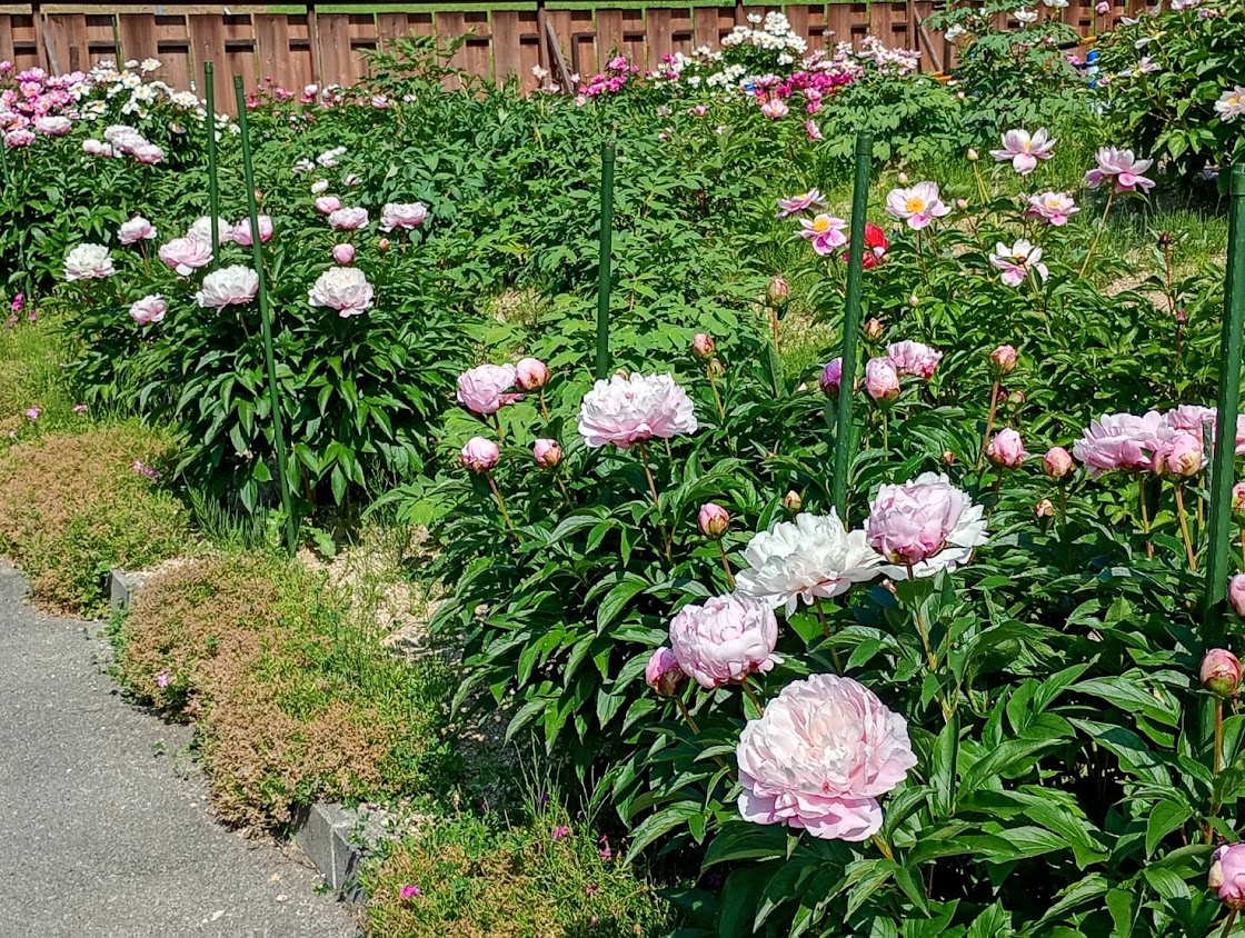 2026年5月15日(金)の開花情報