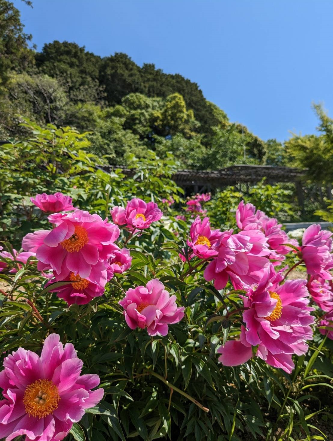 芍薬8割開花！　見頃です！