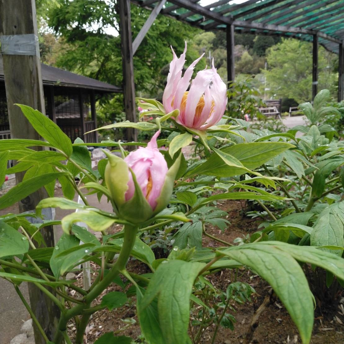 「胡蝶の舞」が咲きそうです！