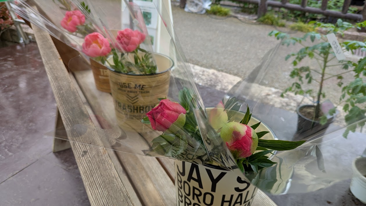 芍薬の切り花販売開始のお知らせ