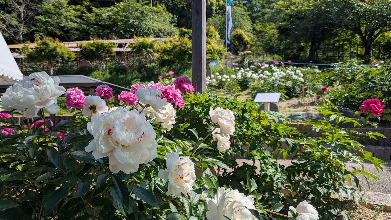 2026年5月18日(月)の開花情報