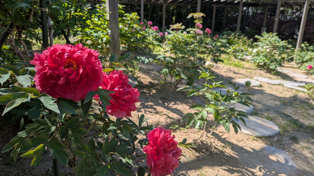 2026年5月11日(月)の開花情報