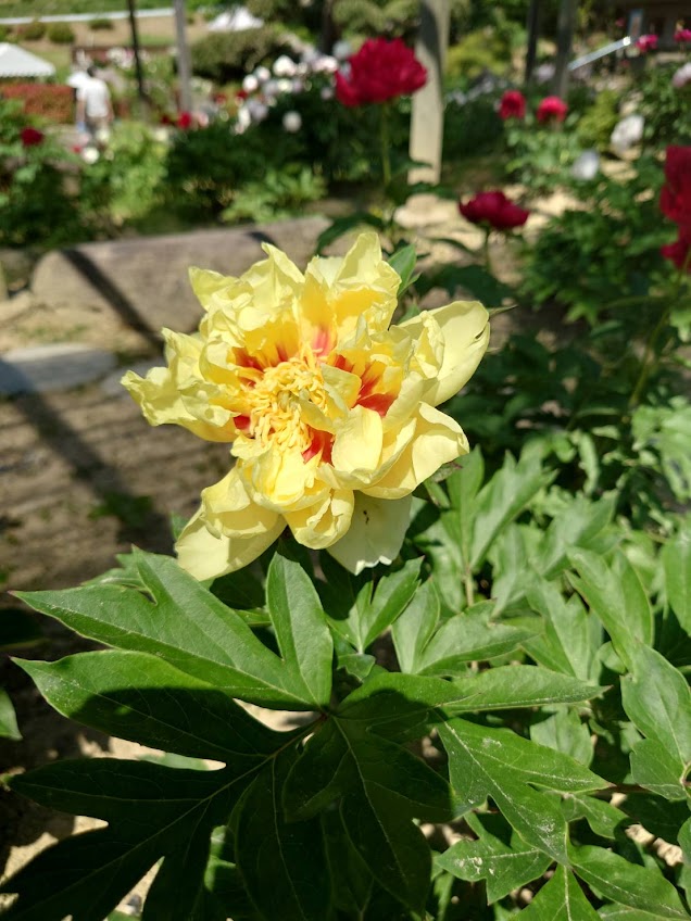 2026年5月16日(土)の開花情報