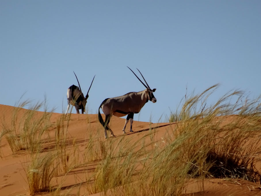 On a surpris des oryx venus brouter les oyats 
