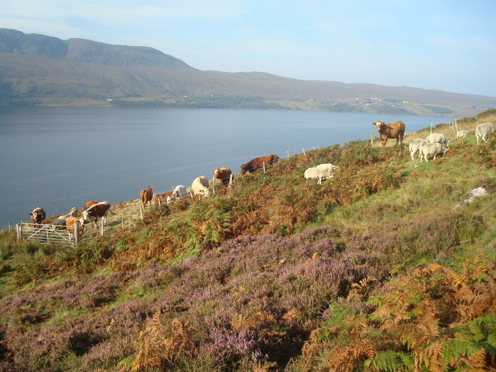 Ces vaches ont bien de la chance de paître dans un si bel endroit