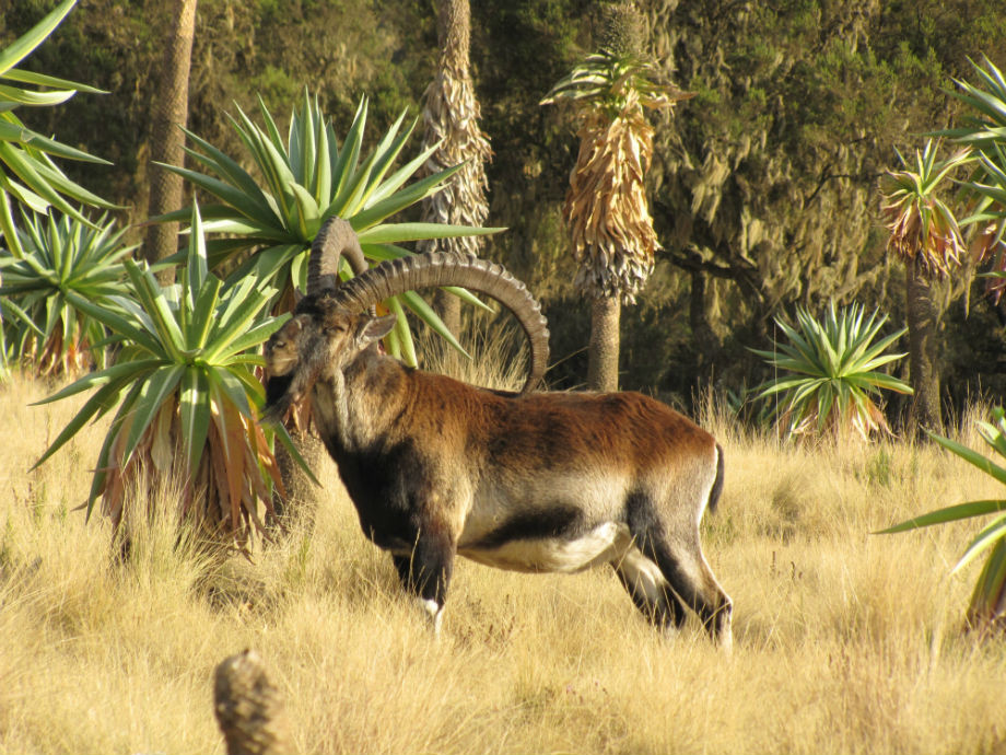 Le walia ibex pourvu de belles cornes.