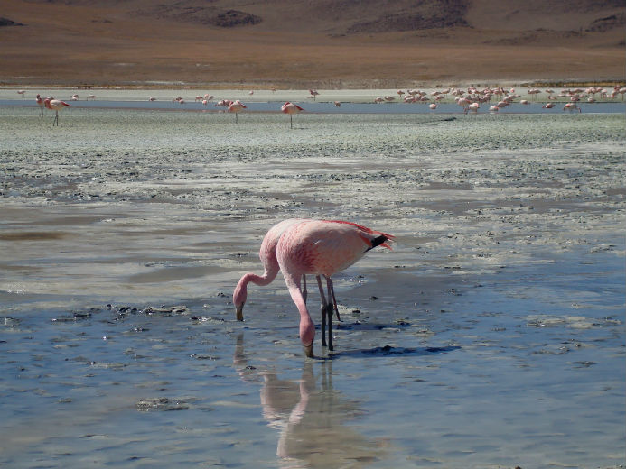 Toujours beaux et gracieux, les pinks floyds.