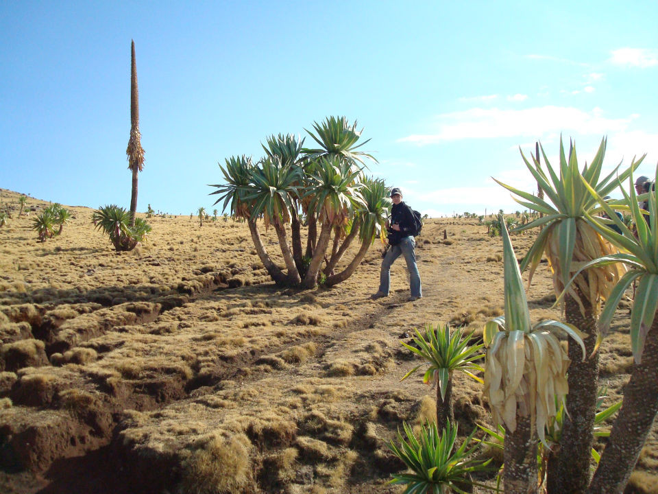 Les lobelias, seule note de verdure dans cet environnement aride.