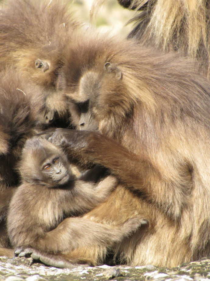 Séance d'épouillage chez les babouins gelada