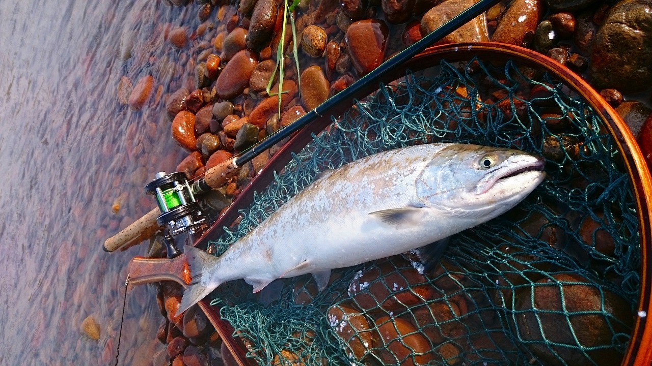 桜鱒物語1 - MIURA DESIGN ミウラ デザイン