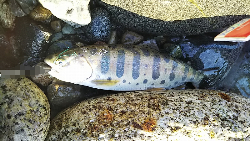 ミウラデザイン　サクラマス　メガバス　トラウト　