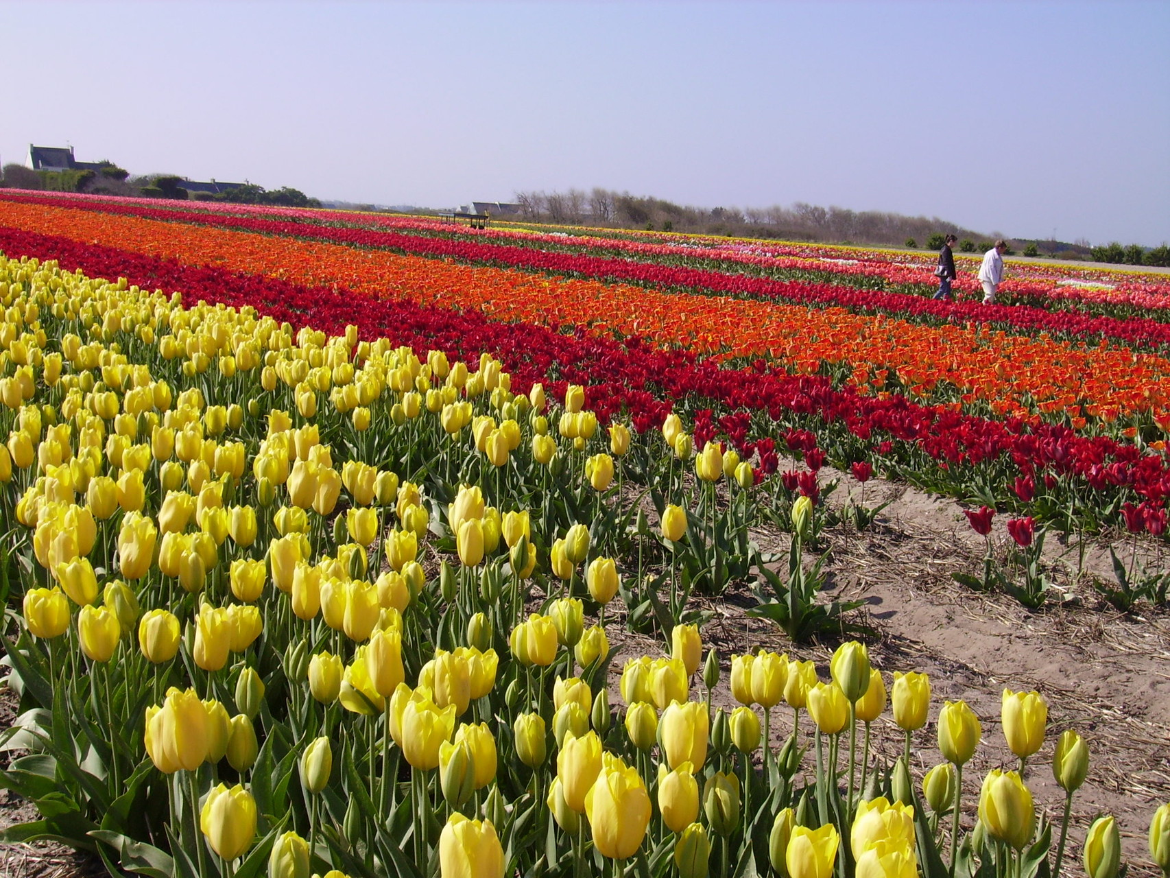 les champs de Tulipes à Tronoën au printemps