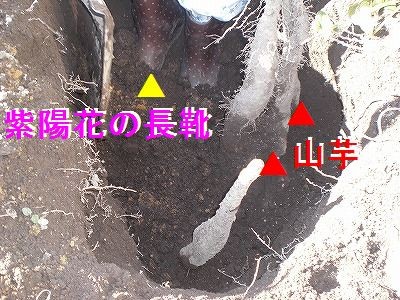 1m堀った位では抜けない