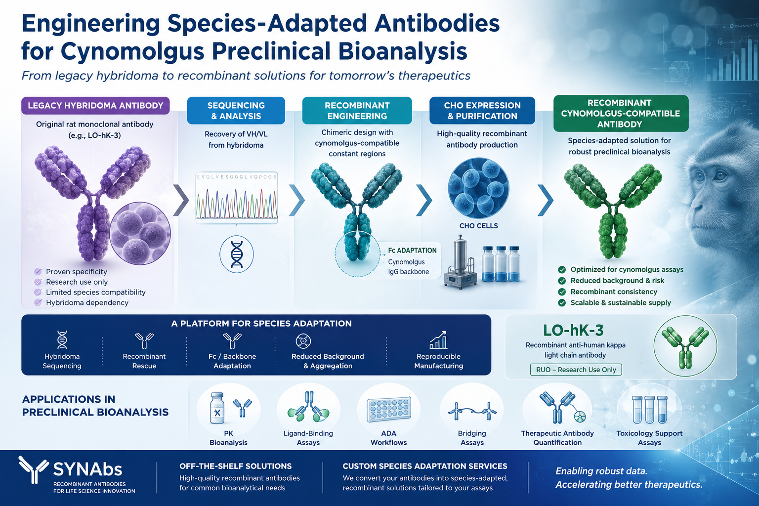 Engineering Species-Adapted Recombinant Antibodies for Cynomolgus Preclinical Bioanalysis: The LO-hK-3 Case Study