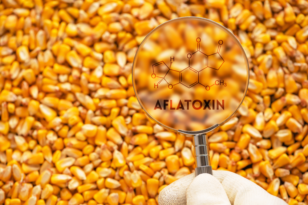 Mycotoxins: the reign of terror