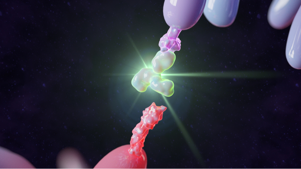 Monoclonal antibodies to human CD cell surface antigens