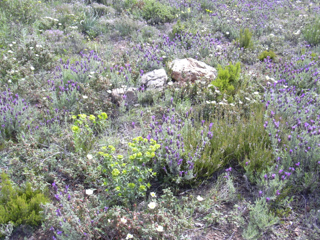 Tapis végétal méditerranéen dans la garrigue de Cabrières