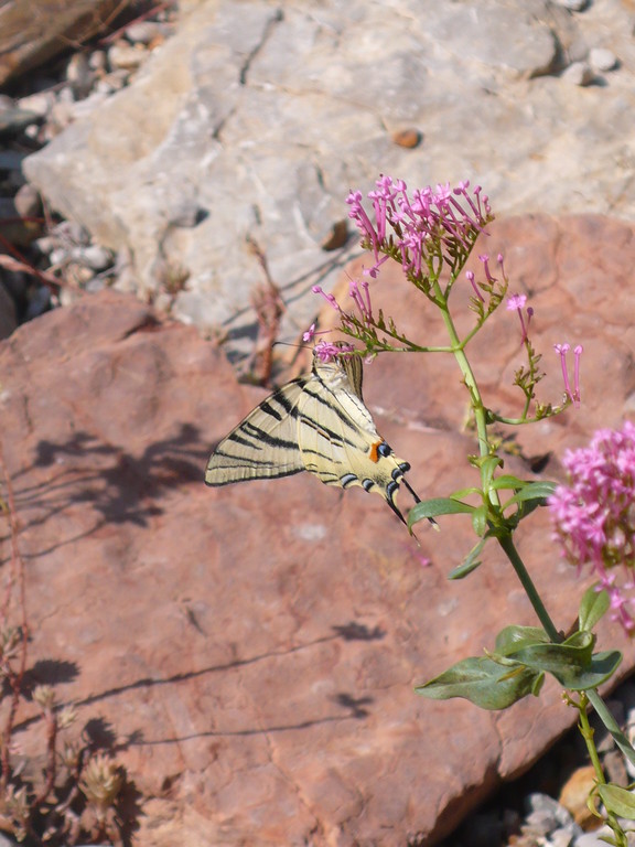 Papillon au jardin