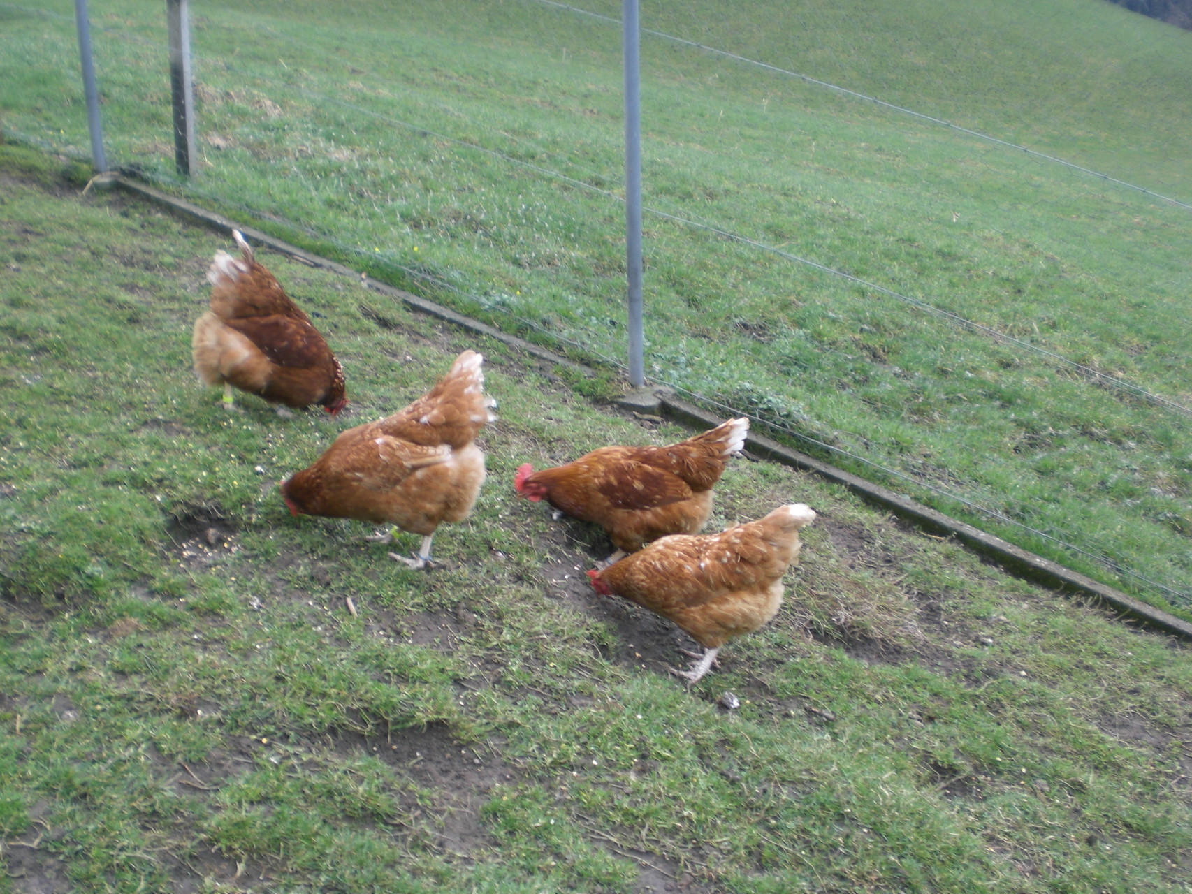 Eier von glücklichen Hühnern maeritfrauensignau.ch