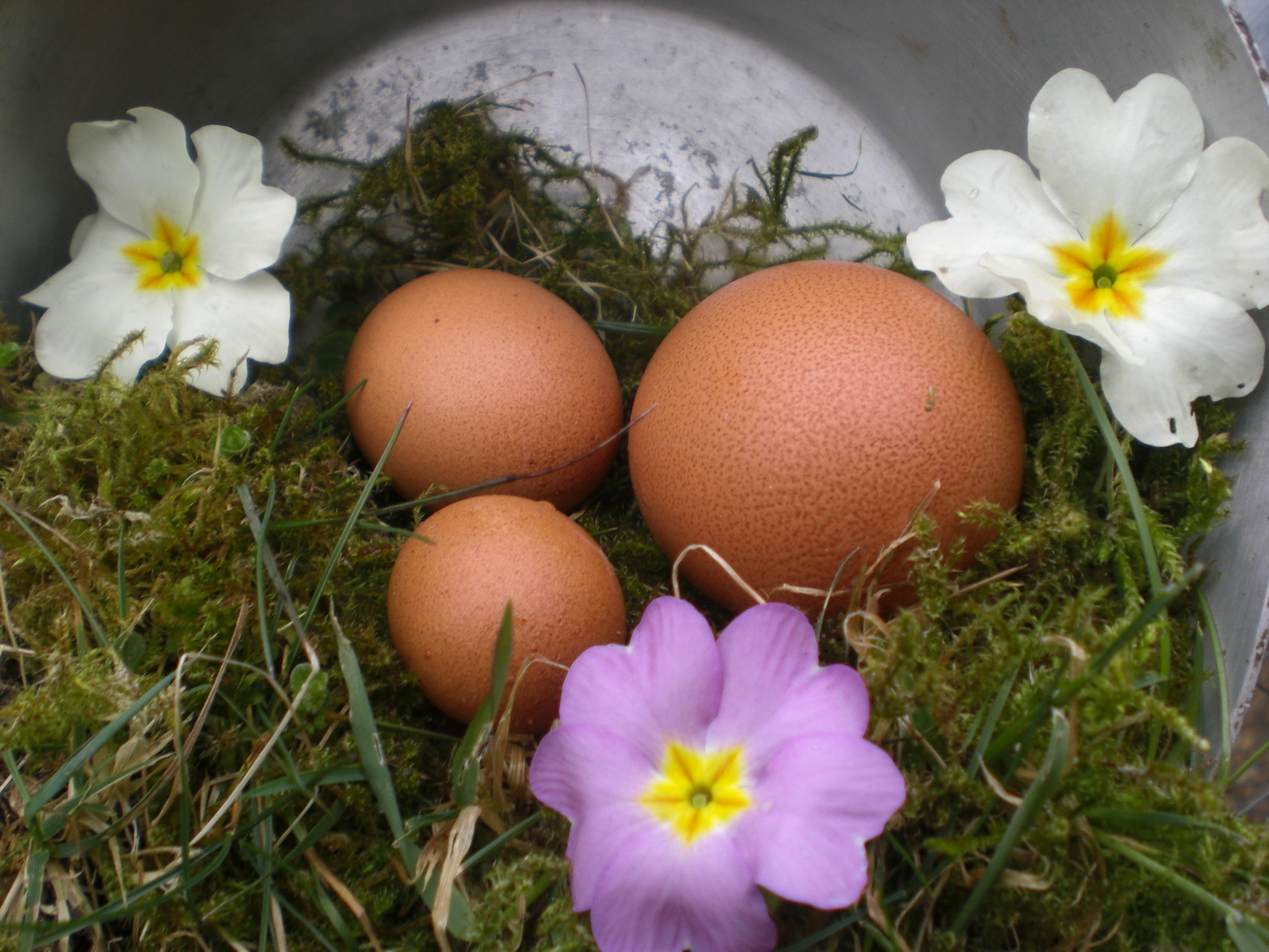 Eier von glücklichen Hühnern maeritfrauensignau.ch