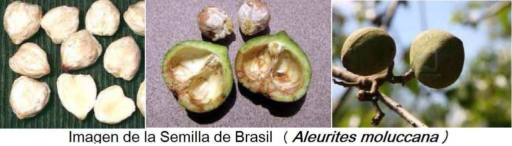 Nuez brasilena para adelgazar