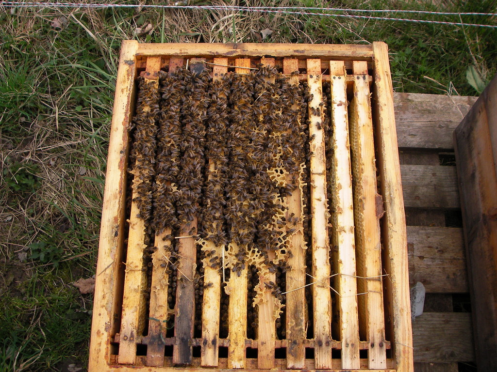 Bienen in der Wintertraube.