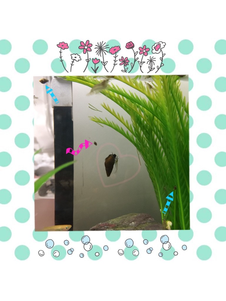 タニシまで ペットシッター みまもり 兵庫県