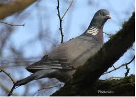 picardie-chasse.com chasse du pigeon ramier