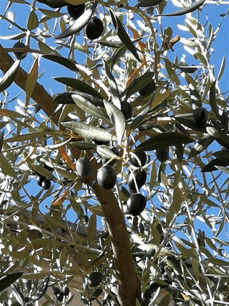 Olives