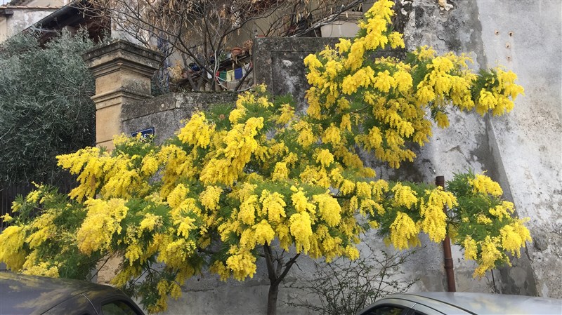 Mimosa sur la place de la mairie