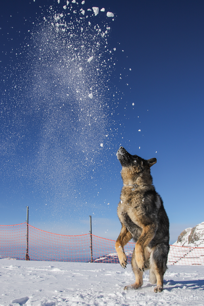 Hundefotografie im Schnee auf dem Männlichen.