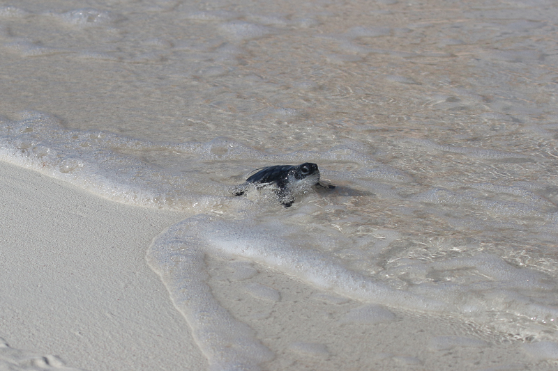 Junge Meeresschildkröte auf dem Weg zum Meer in Cayo Largo, Kuba.