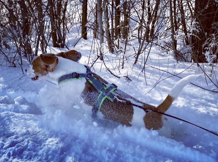 The Cuddly Tracker Blanda - pure Lebensfreude im Tiefschnee (Februar 2021)