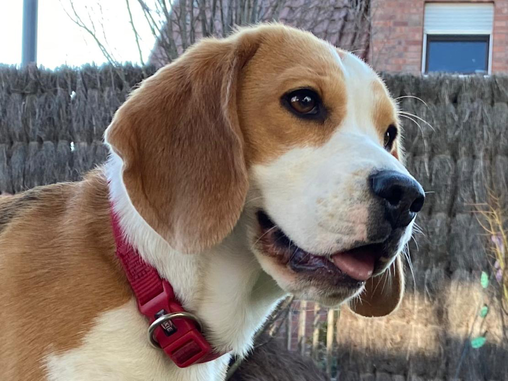 The Cuddly Tracker Bette - 01.03.2021