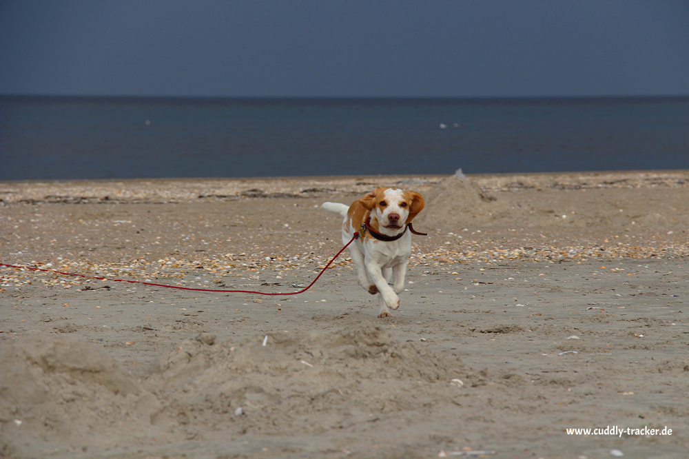 Elja am Strand von Rømø/DK Sommer 2015