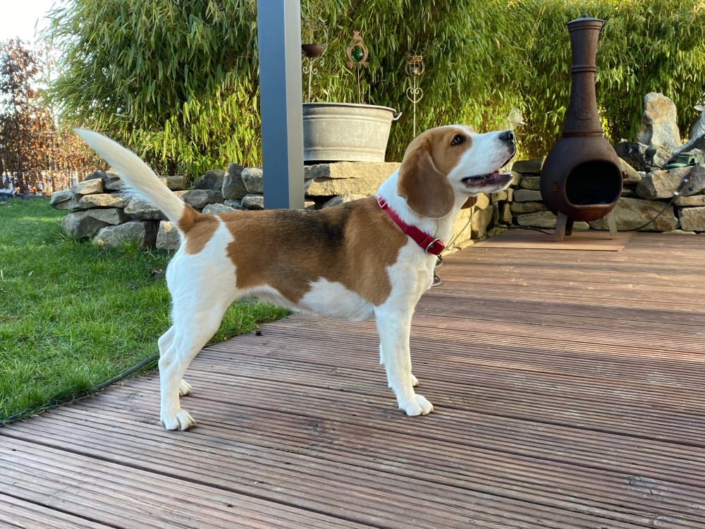 The Cuddly Tracker Bette - 01.03.2021