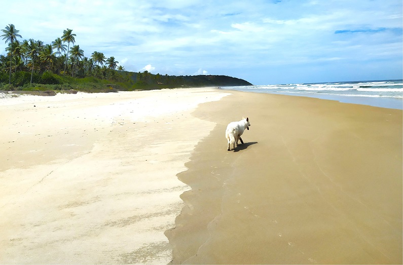 Découverte de la plage de Serra Grande (état de Bahia)